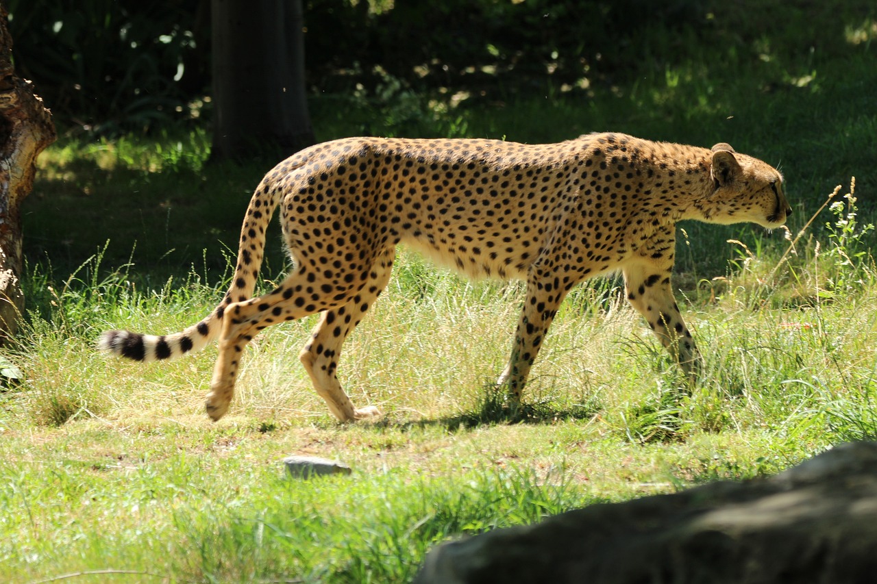 Kölner Zoo Köln